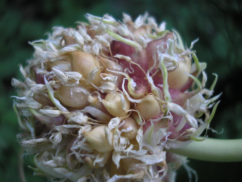 Close-up of a garlic bulb