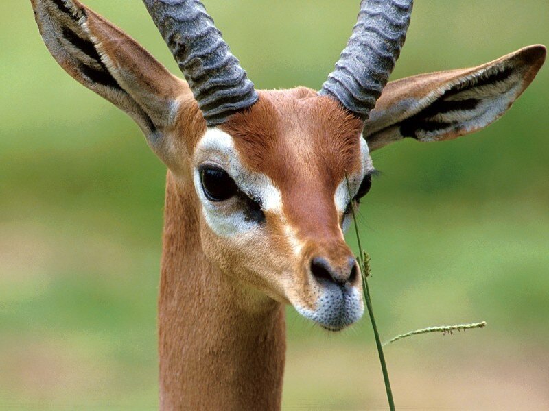 Close-up of a gazelle