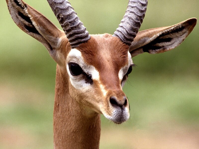 close-up of a gazelle