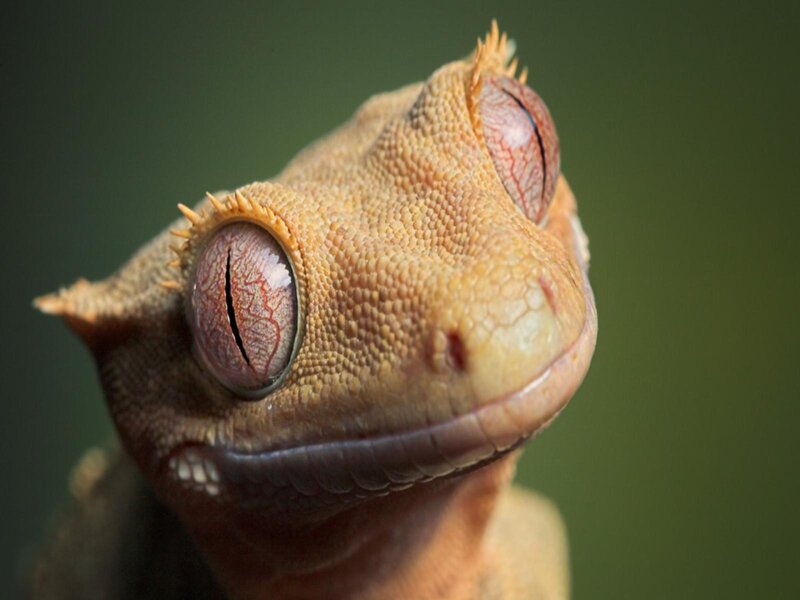 Close-up of a Gecko — Brown