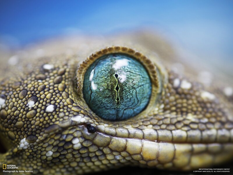 Close-up of a gecko's eye