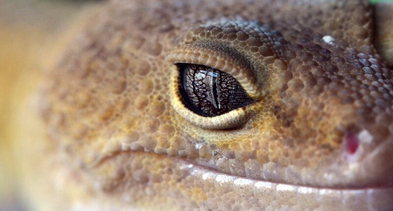 close-up of a gecko's eye