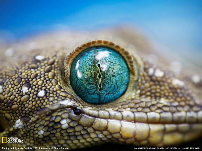 Close-up of a gecko's eye