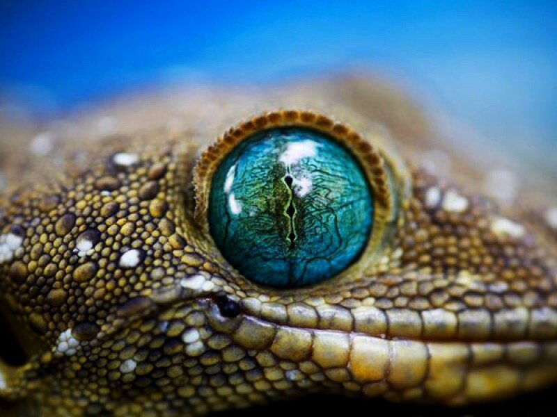 close-up of a gecko's eye