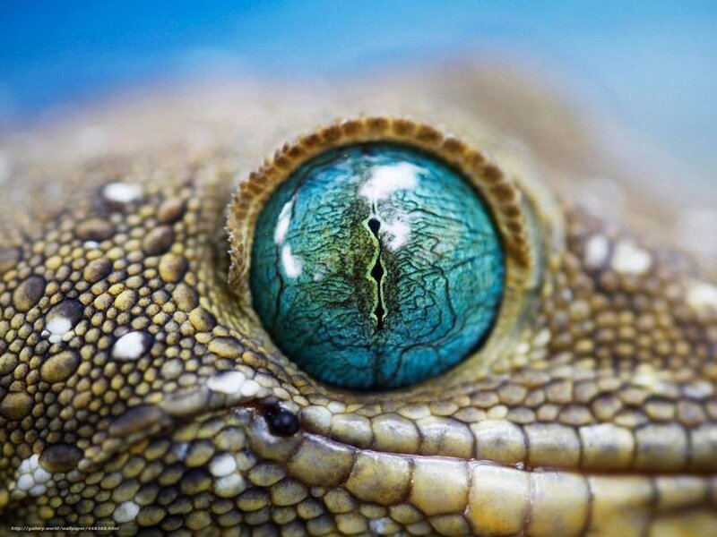 Close-up of a gecko's eye