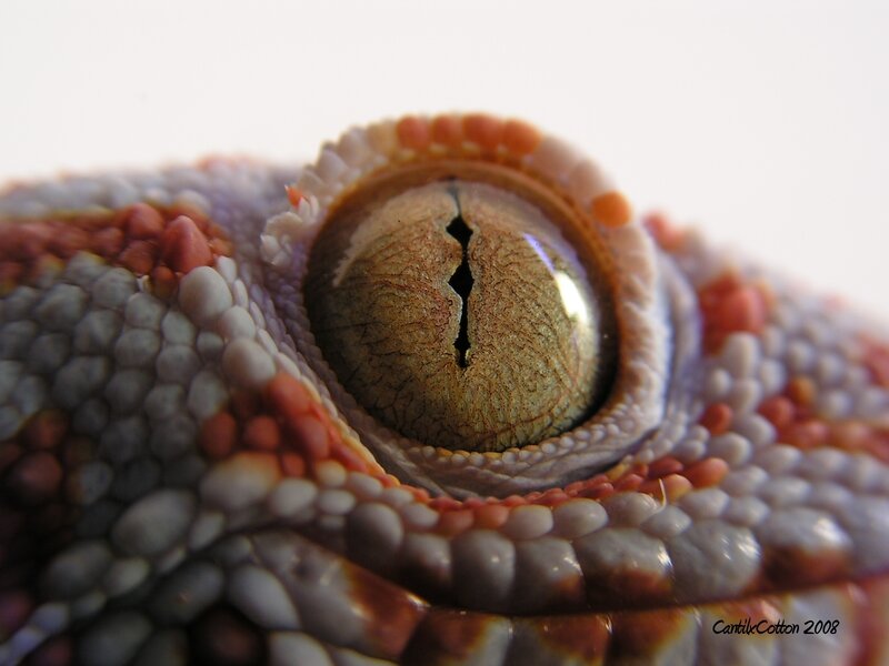 Close-up of a gecko's eye