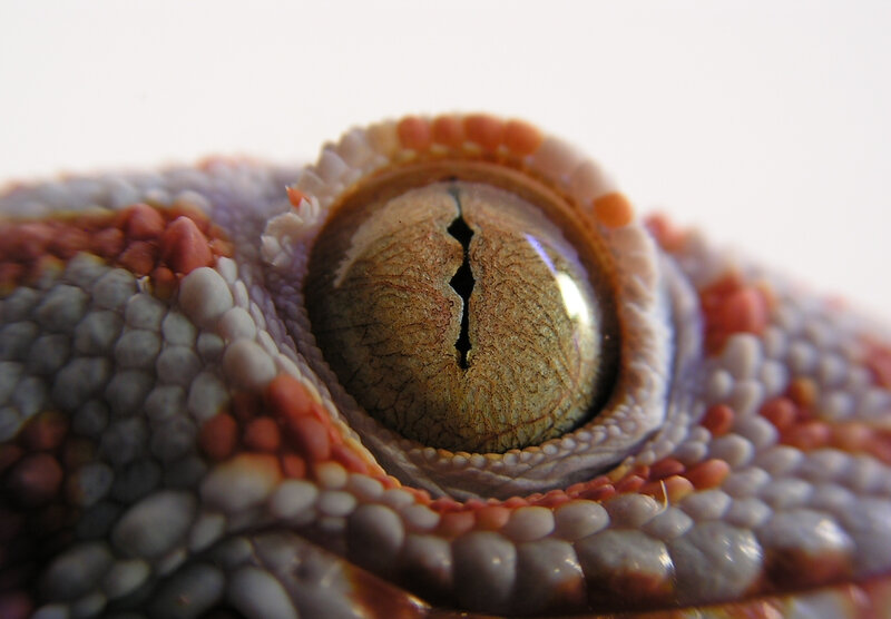 close-up of a gecko's eye