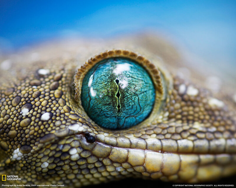 Close-up of a gecko's eye
