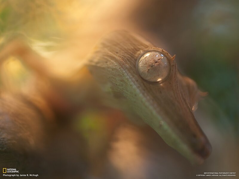 Close-up of a gecko's eye