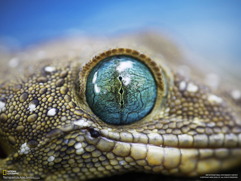 Close-up of a gecko's eye