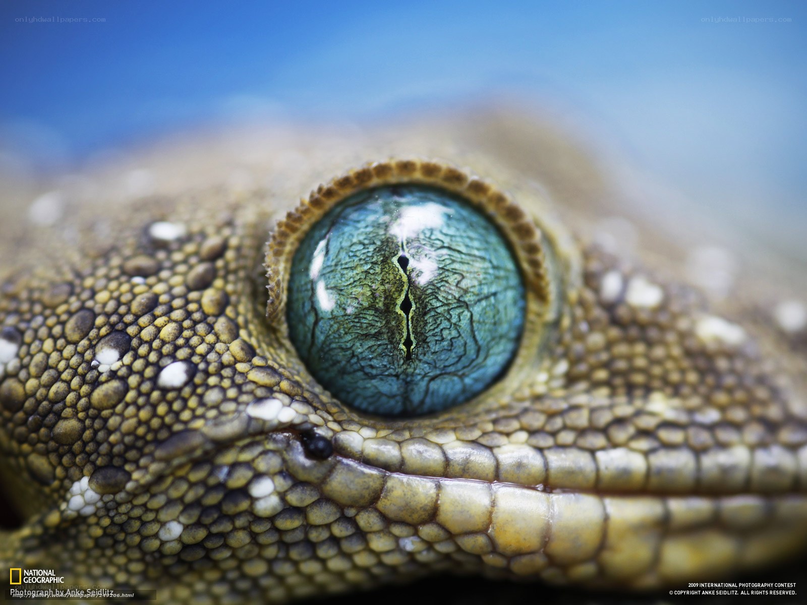 Close-up of a gecko's eye