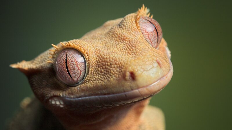 close-up of a gecko's face
