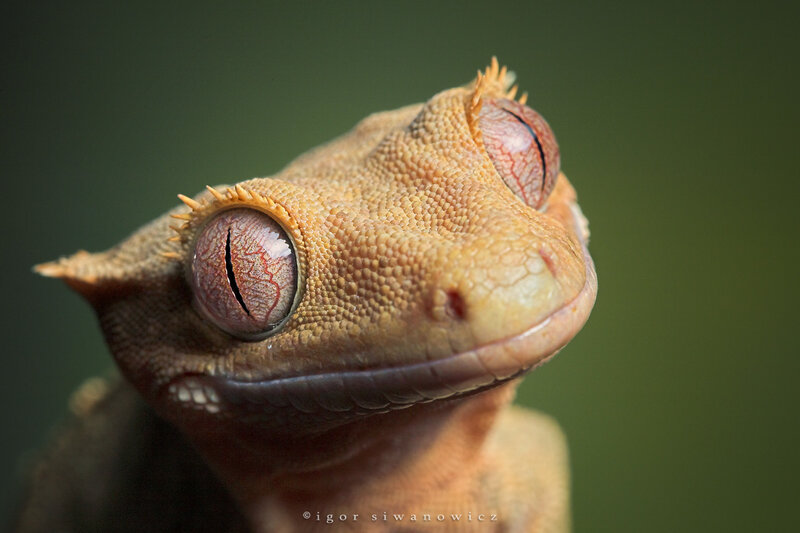 Close-up of a gecko's face