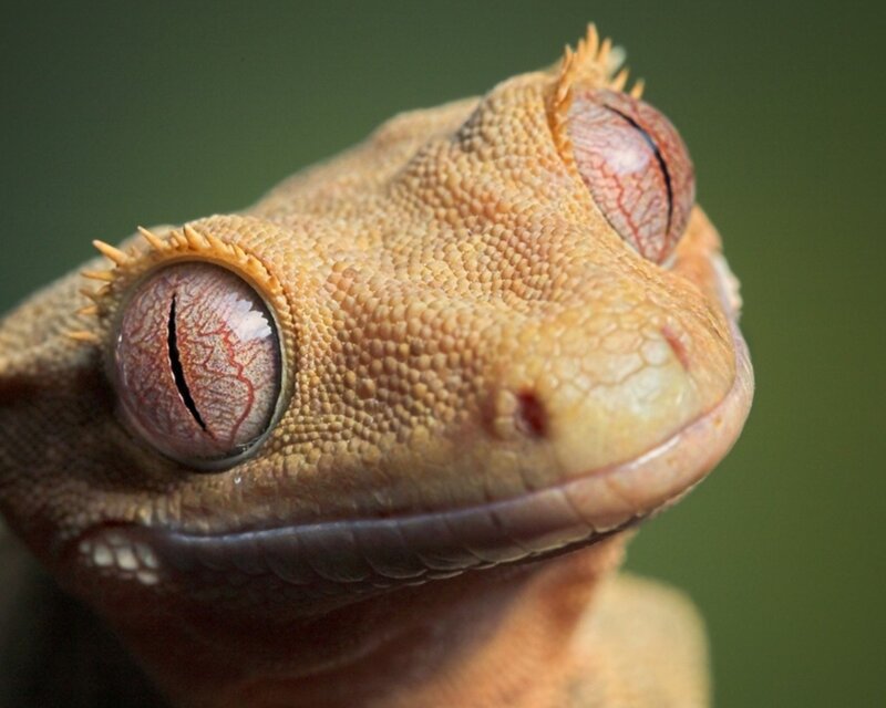 close-up of a gecko's face