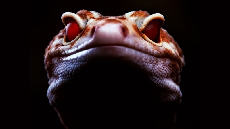 close-up of a gecko's face