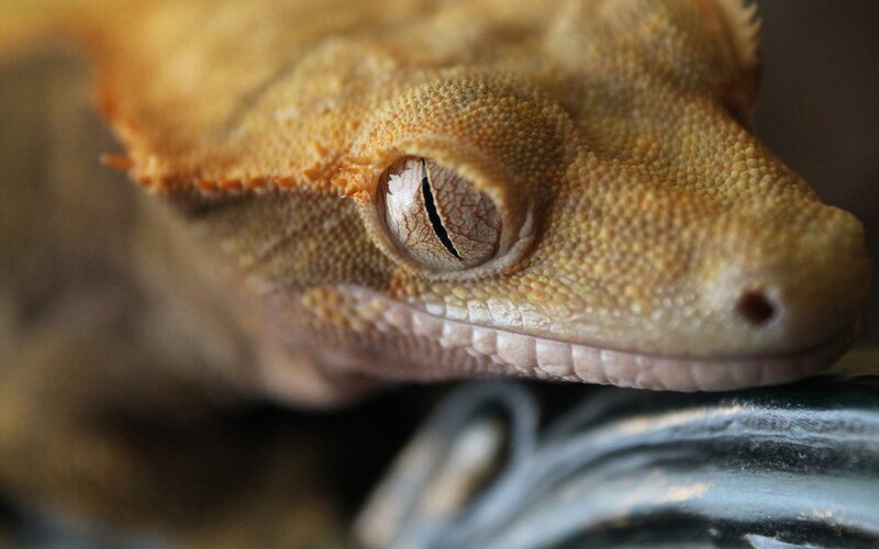close-up of a gecko's face