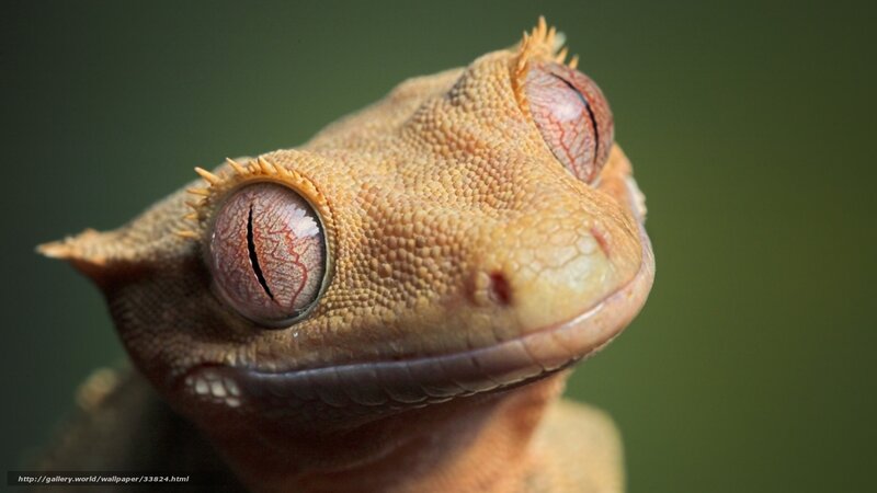 close-up of a gecko's face