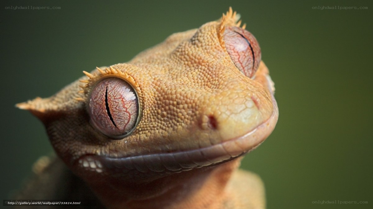 close-up of a gecko's face