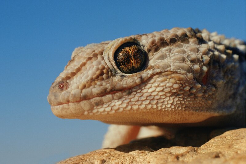 close-up of a gecko's head