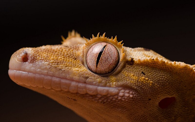 close-up of a gecko's head