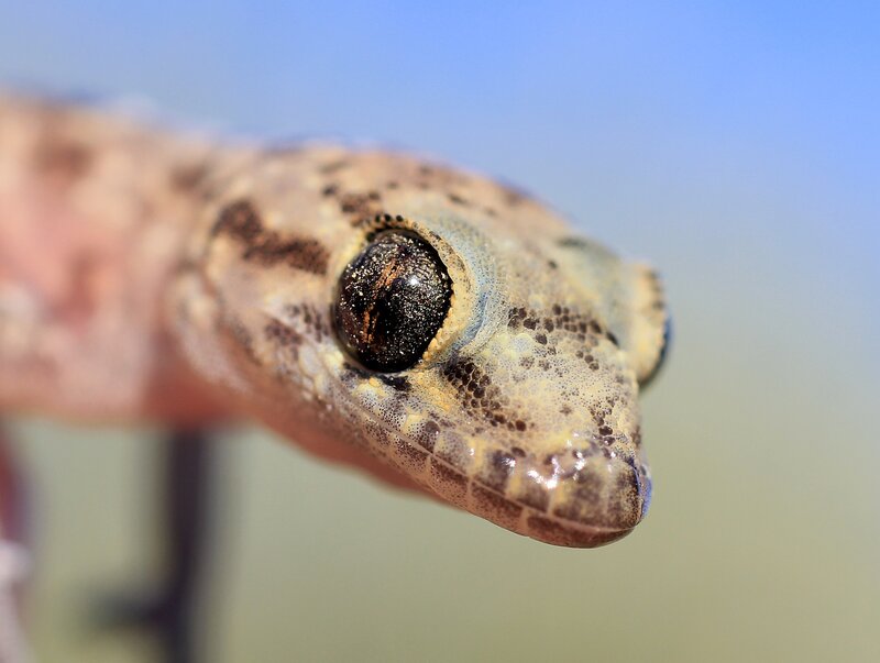 close-up of a gecko's head