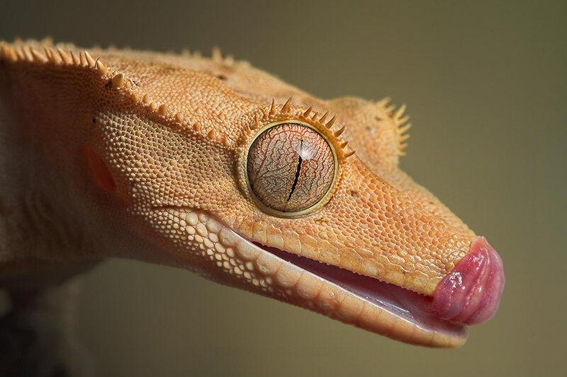 close-up of a gecko's head