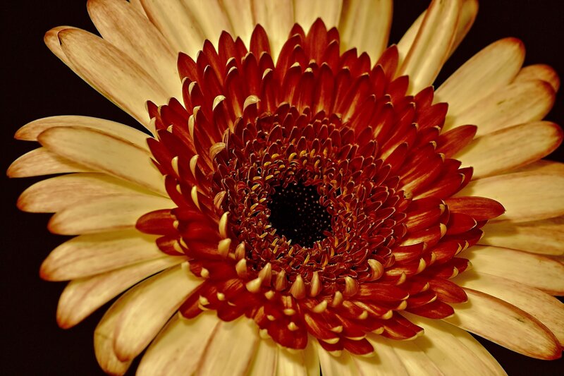 Close-up of a Gerbera Daisy — Red, Dramatic