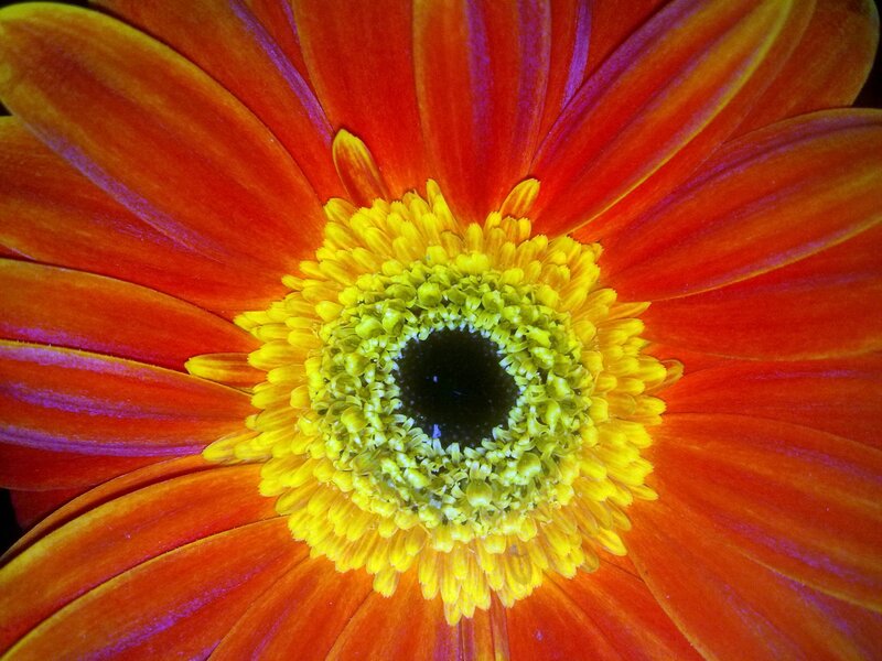 Close-up of a Gerbera Daisy — Red