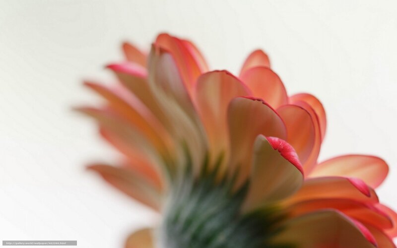 close-up of a gerbera daisy