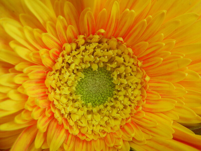 Close-up of a Gerbera Daisy — Yellow