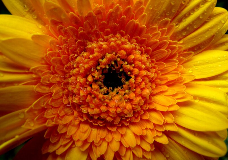 Close-up of a Gerbera Daisy — Yellow, Vibrant, Photograph