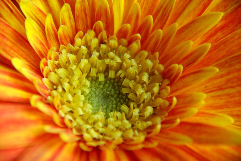 Close-up of a Gerbera Daisy — Yellow, Vibrant