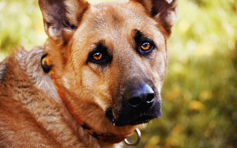 close-up of a german shepherd