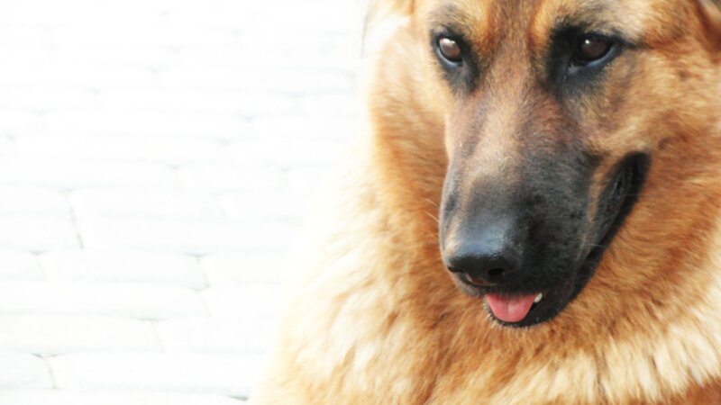 close-up of a german shepherd