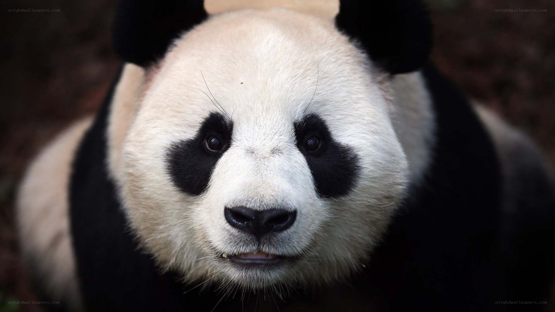 Close-up of a giant panda