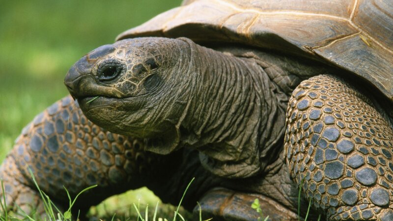 close-up of a giant tortoise