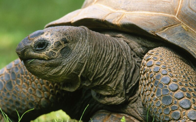 close-up of a giant tortoise