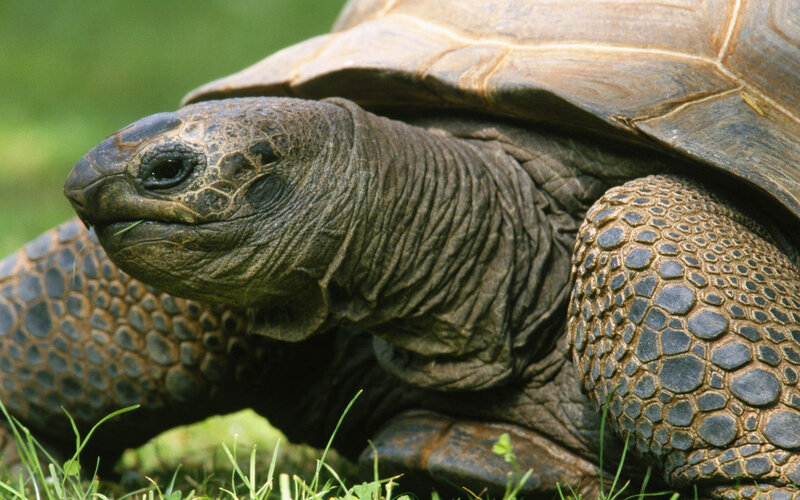 close-up of a giant tortoise