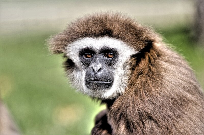 close-up of a gibbon