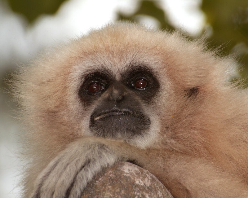 close-up of a gibbon