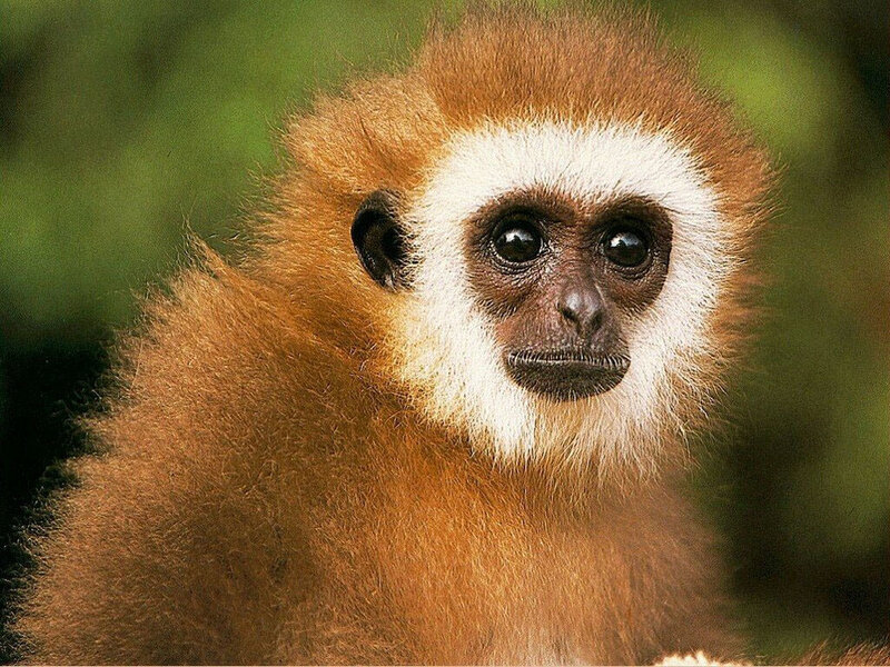 Close-up of a gibbon