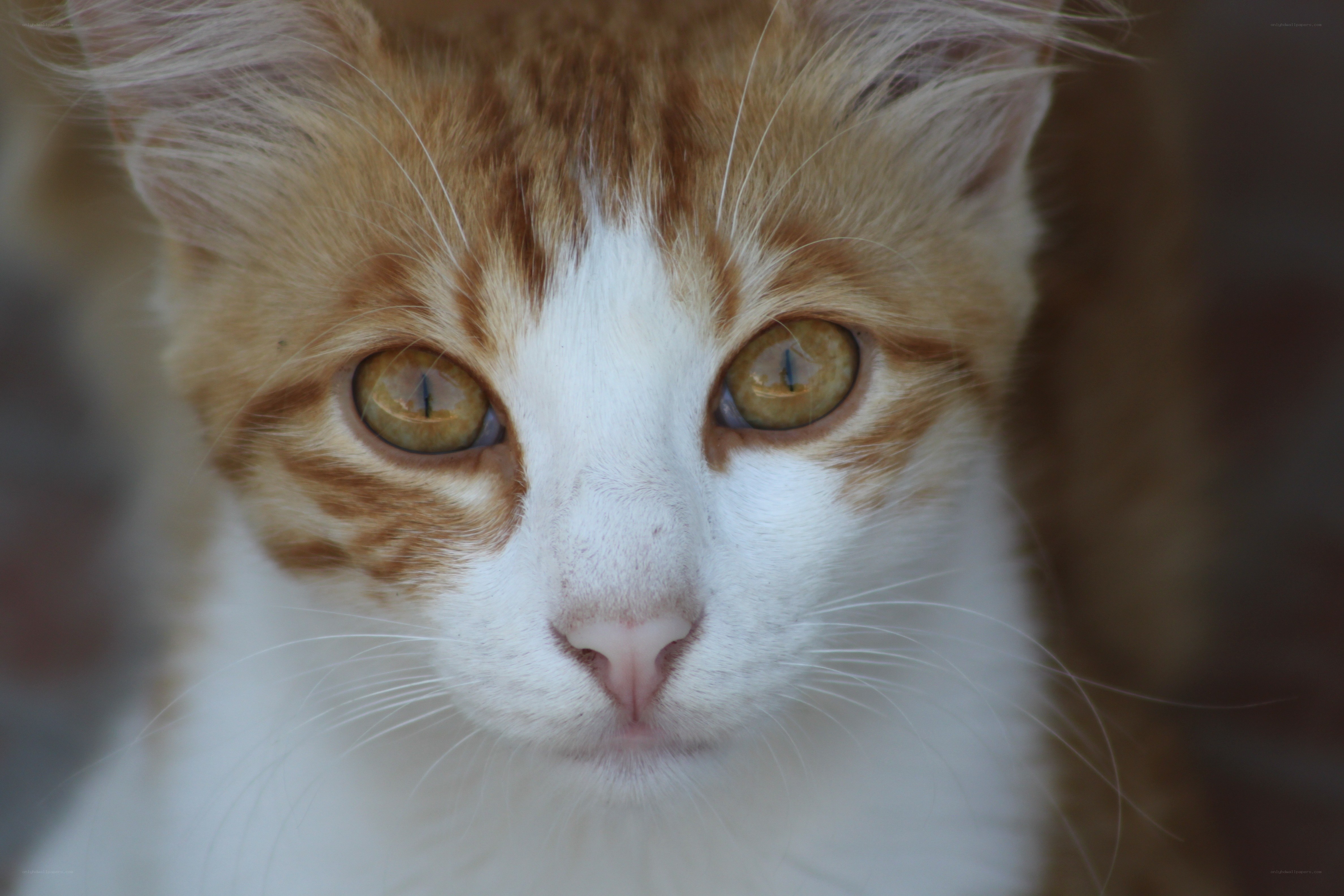 close-up of a ginger and white cat