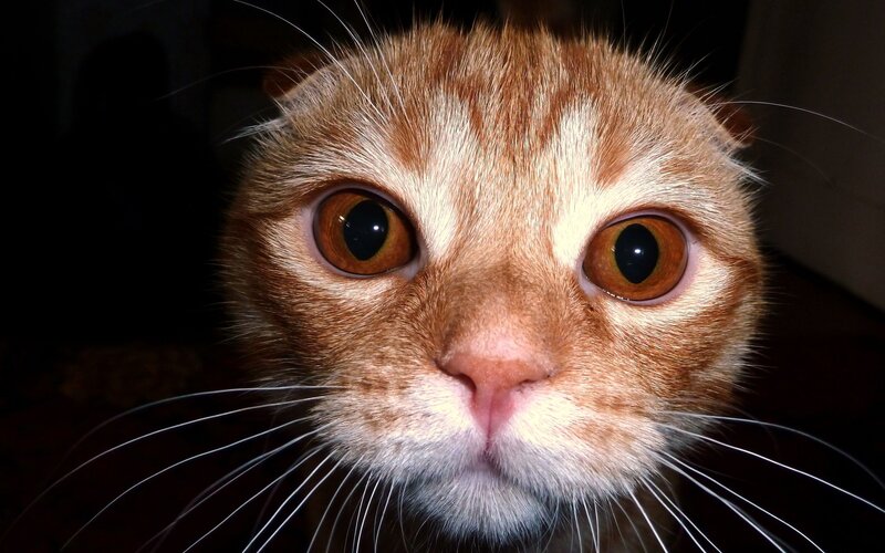close-up of a ginger cat