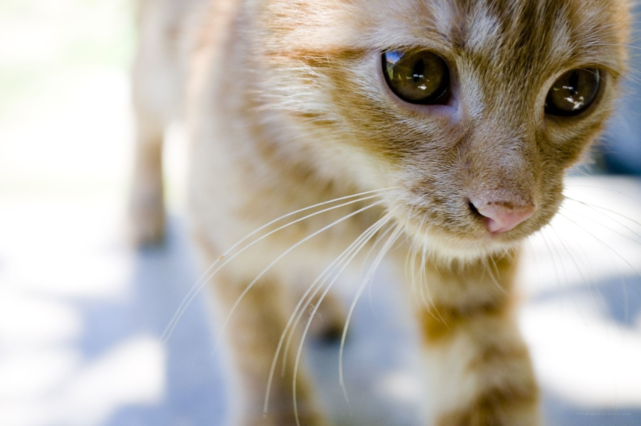 close-up of a ginger cat