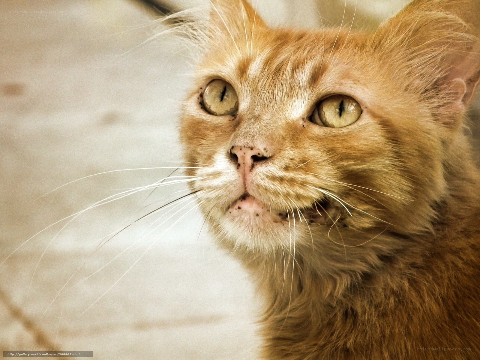 close-up of a ginger cat