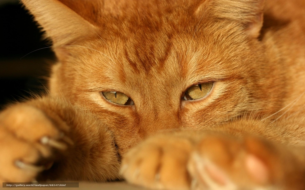 Close-up of a ginger cat