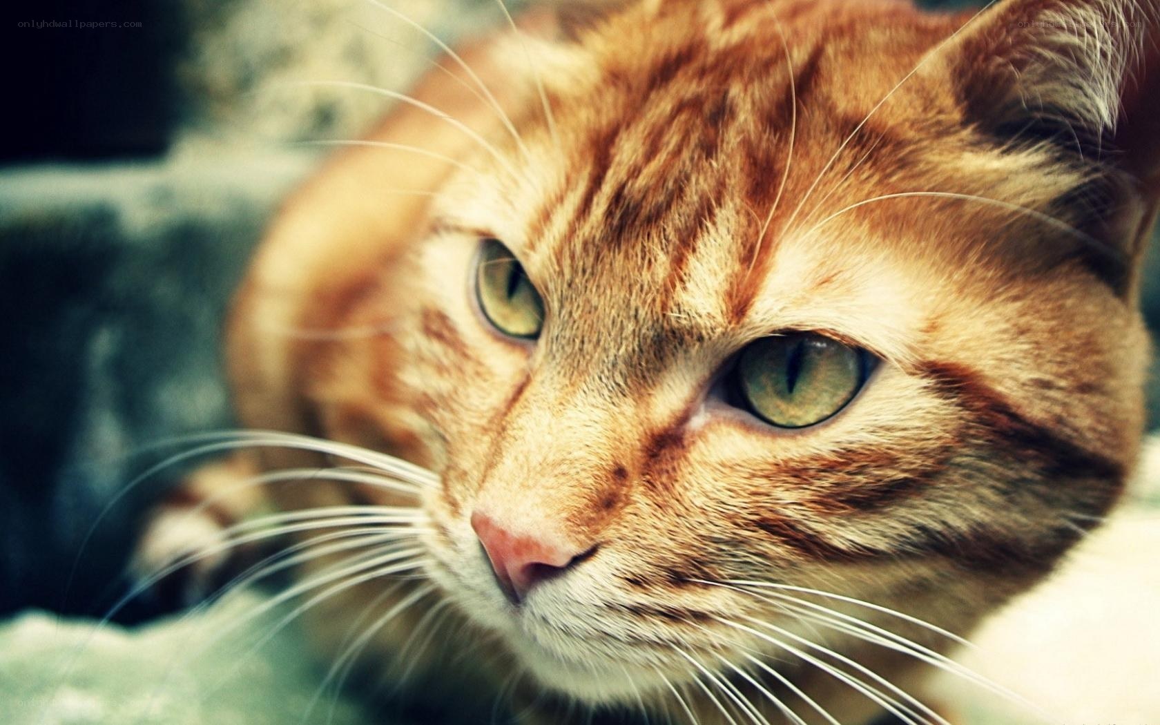 close-up of a ginger cat