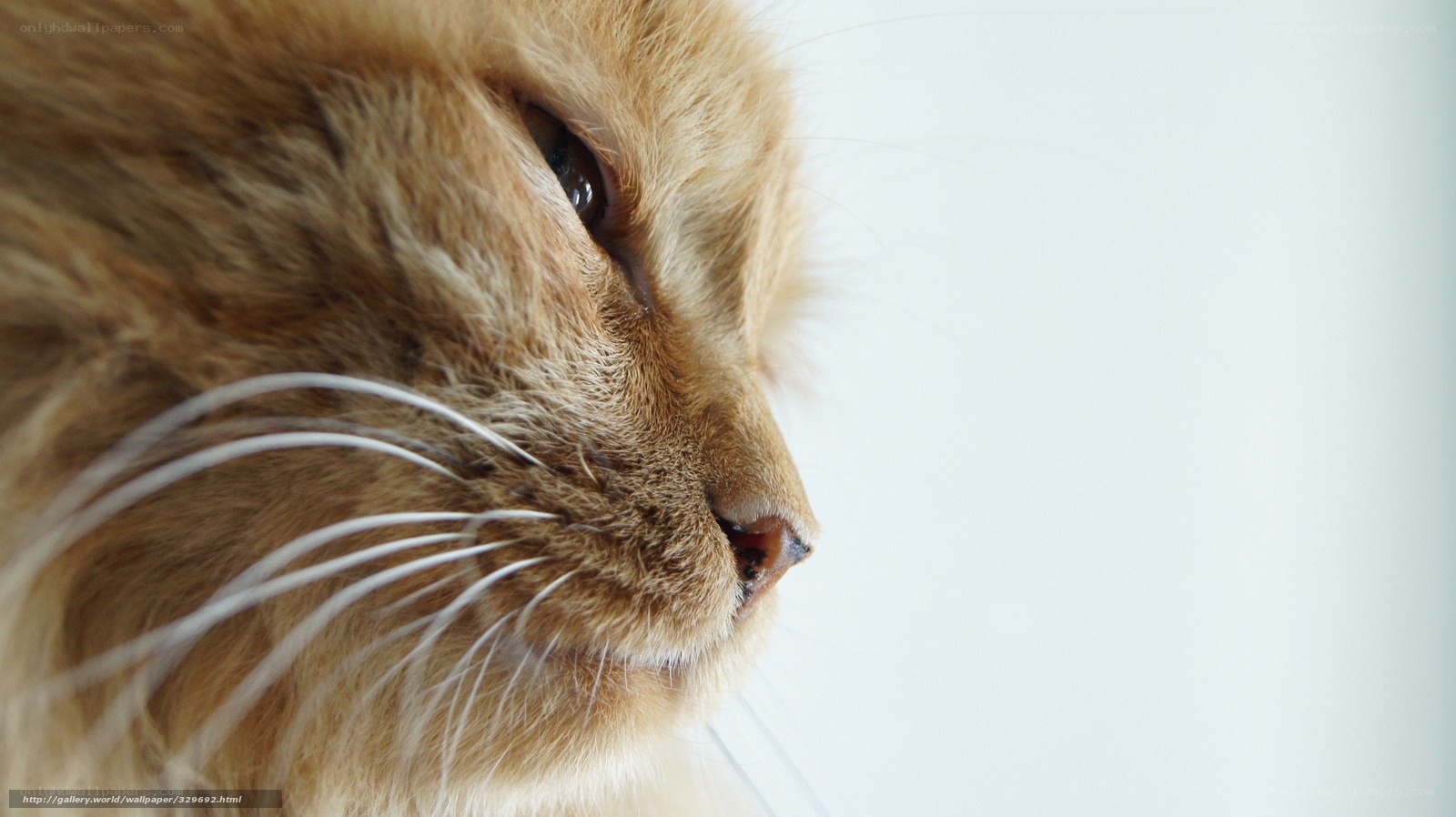 close-up of a ginger cat