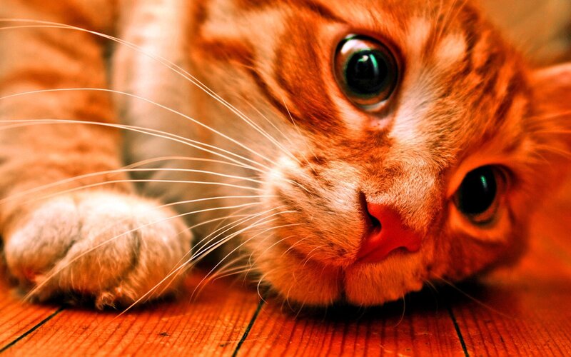 Close-up of a ginger cat