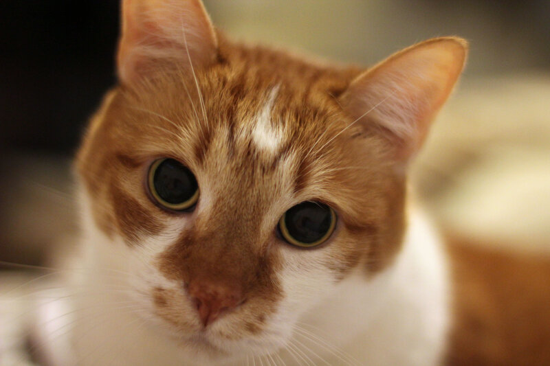 close-up of a ginger cat